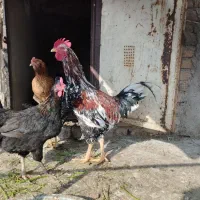 خروس گلین جوان