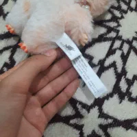 لبوبو|اسباب‌‌بازی|آشخانه, |دیوار