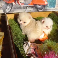 سگ توله پامرانین پامر خرسی عروسکی جیبی