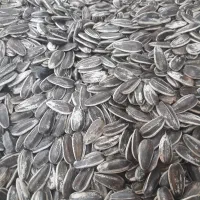 تخمه طوطی و قفس