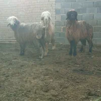 قوقلی شیشک بختیاری میش بره