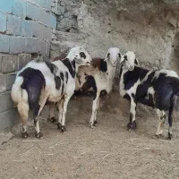 فروش دو عدد بره قوچ دوشیره و قوچ یک شیره|حیوانات مزرعه|بروجرد, |دیوار