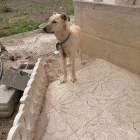 سگ سرابی