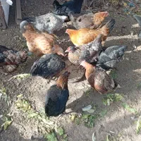 14عددمرغ رسمی تخم گذارفروشی|حیوانات مزرعه|تفرش, |دیوار