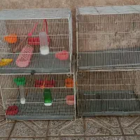 4 عدد قفس  بزرگ