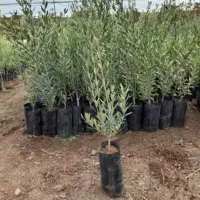 فروش نهال بادام صنوبر چنار گردو در نهالستان|خدمات باغبانی و درختکاری|بردسیر, |دیوار