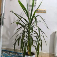 گل طبیعی|گل و گیاه طبیعی|فولادشهر, B2|دیوار