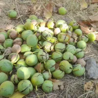 گردو فروشی|خوردنی و آشامیدنی|ارجمند, |دیوار