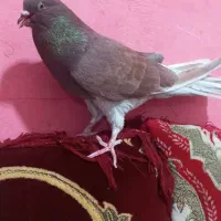 نر سرخ دم هفرنگ