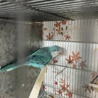 راهب ماده دستی