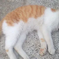 گربه