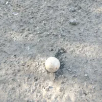 سنگ آسیاب اصل