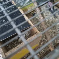 عروس هلندی دوکت ولتینو کار داده روی تخم وهمراه ۲