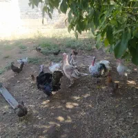 بوقلمون محلی اصل و مرغ و باروک|حیوانات مزرعه|یاسوج, |دیوار