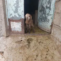 بره شیری|حیوانات مزرعه|مشگین شهر, |دیوار