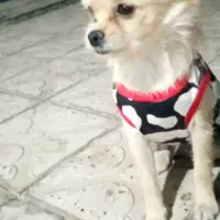 سگ پام روباهی