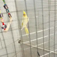 عروس هلندی با قفس بزرگ