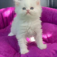 لانگ هیر|گربه|رشت, چله خانه|دیوار