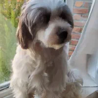 سگ شیتزو تریر ماده باهوش|سگ|لالجین, |دیوار