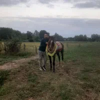 اسب محلی 8 سال|اسب و تجهیزات اسب‌سواری|ماسال, |دیوار