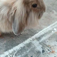 خرگوش لوپ|موش و خرگوش|تهران, دروازه شمیران|دیوار