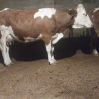 گاو سیمینتال قرمز