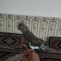 قیمت250ملیون|پرنده|سراوان, |دیوار