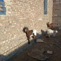 بزمری پرشیر|حیوانات مزرعه|زاهدان, |دیوار