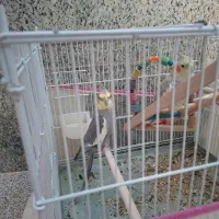 عروس هلندی|پرنده|شیراز, کوزه گری|دیوار