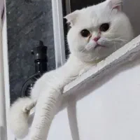 گربه اسکاتیش فولد