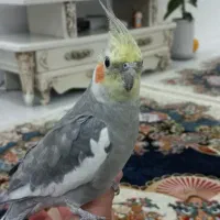 عروس هلندی دستی سخنگو لوتینو نر ماده|پرنده|مشهد, انقلاب|دیوار