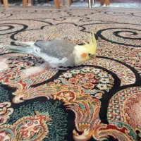 عروس هلندی رام 1500|پرنده|سیرجان, |دیوار