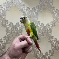 طوطی گرینجیک با کل وسایل قفس کاسکویی
