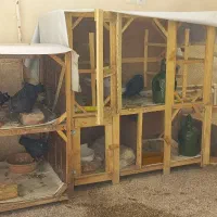 قفس چوبی کبوتر جفت کن