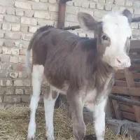 گاو گوساله ماده گوساله نر نوبر|حیوانات مزرعه|مرودشت, کناره|دیوار