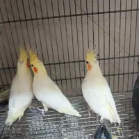 شهر پرندگان کاسکو گیرین سنگال راهب خورشیدی لوری|پرنده|تهران, جیحون|دیوار