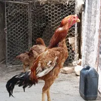 یک جفت مرغ خروس لاری برای فروش