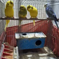 مرغ عشق|پرنده|گرمدره, |دیوار