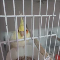 عروس هلندی قیمت مناسب|پرنده|فومن, |دیوار