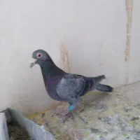 کبوتر پولکی مینا|پرنده|تربتحیدریه, قاسم آباد|دیوار