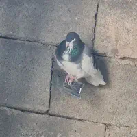 فروش کبوتر رنگی|پرنده|کوهمره, |دیوار