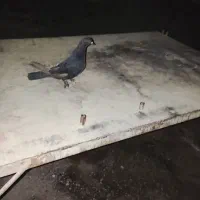 کفتر