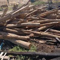 خرید چوب خشک ساختمانی و انواع درخت تر