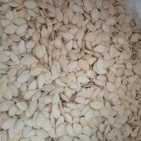 تخمه کدو