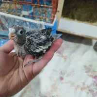 جوجه عروس هلندی