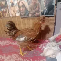 خروس|حیوانات مزرعه|تهران, شمیران‌نو|دیوار