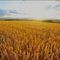 زمین کشاورزی