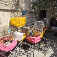 فروش قفس بزرگ عروس هلندی با لوازم کامل