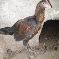 مرغ و خروس لاری نسل دار|حیوانات مزرعه|ساری, |دیوار