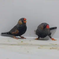 فنچ ایمو شارکول